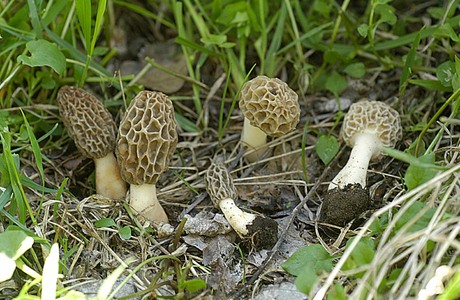 Gemeine Speisemorchel (Morchella esculenta) - © Heinz Prelicz